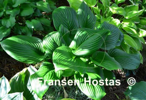 Hosta Vino Verde
