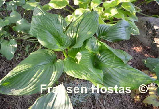 Hosta Vino Verde