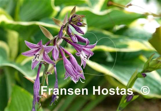 Hosta Violetta