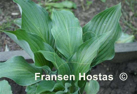 Hosta Violetta