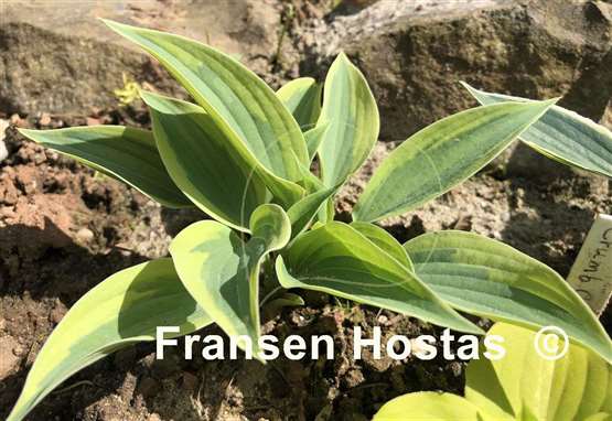 Hosta Virginia Reel