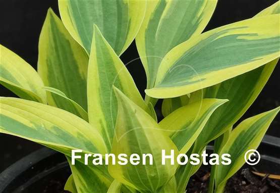 Hosta Virginia Reel