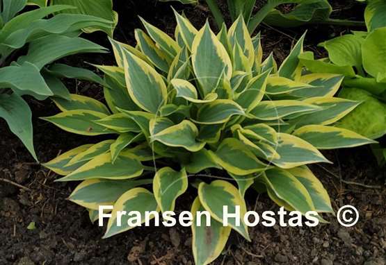Hosta Virginia Reel