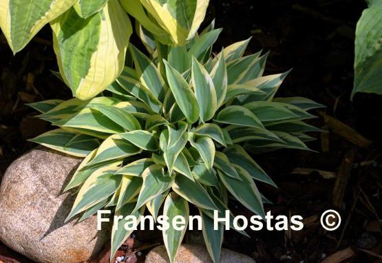 Hosta Virginia Reel