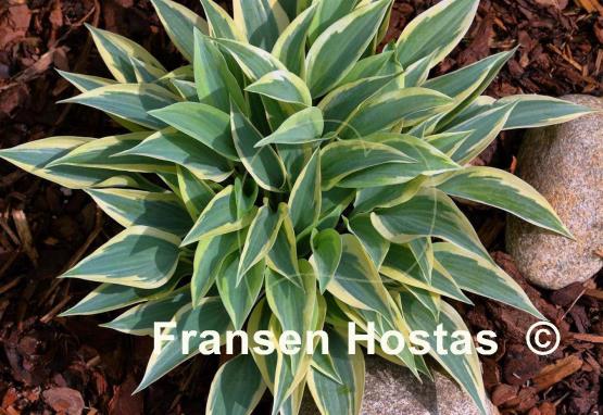 Hosta Virginia Reel