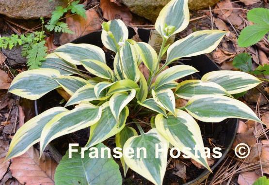 Hosta Virginia Reel