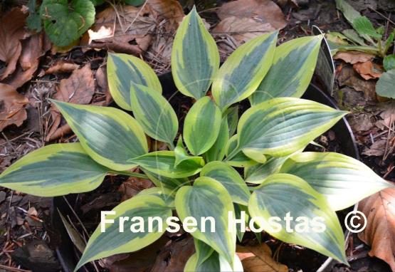 Hosta Virginia Reel