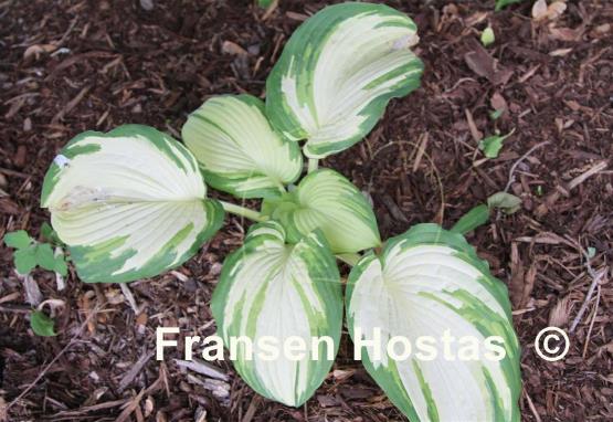 Hosta Viva Las Vegas