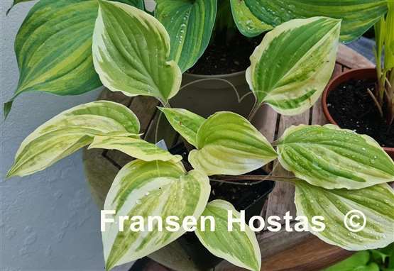 Hosta Vivacious 