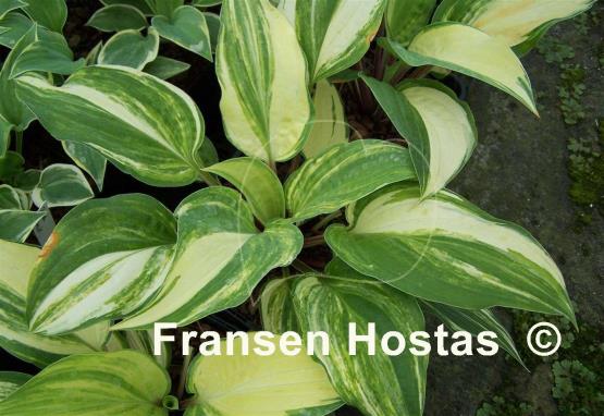 Hosta Vivacious