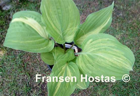 Hosta Vivacious
