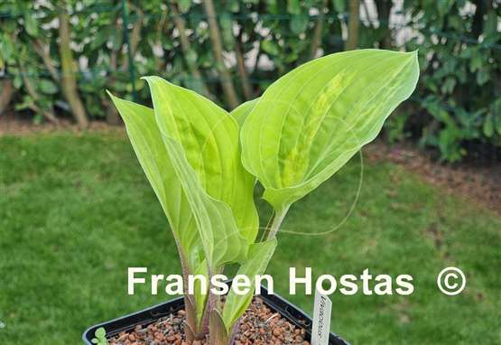 Hosta Vivacious