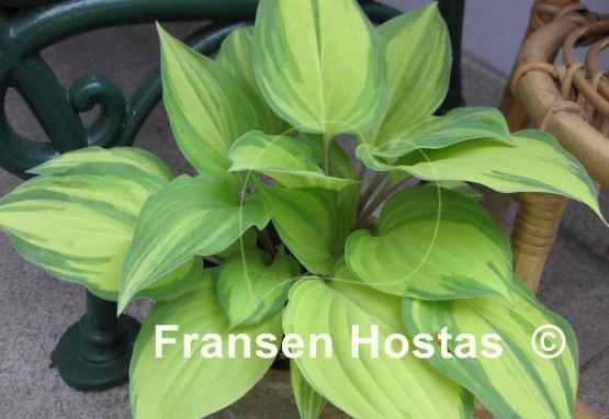 Hosta Vivacious