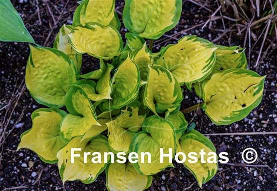 Hosta Volcano Island
