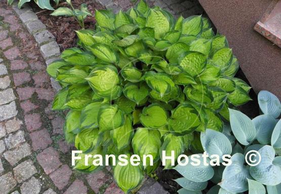 Hosta Volcano Island