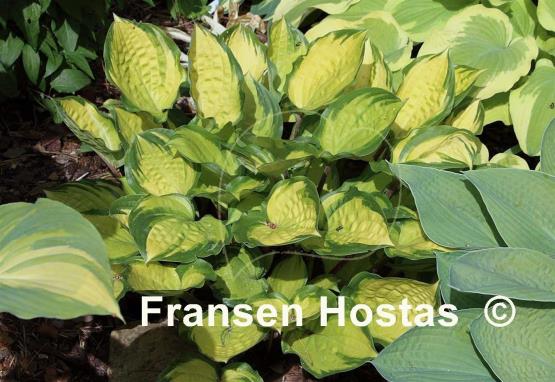Hosta Volcano Island