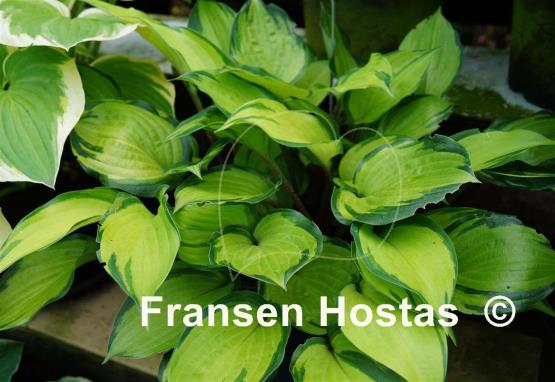 Hosta Volcano Island