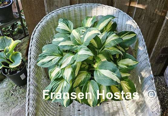 Hosta Vulcan
