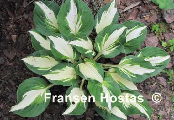 Hosta Vulcan