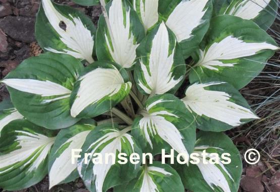 Hosta Vulcan