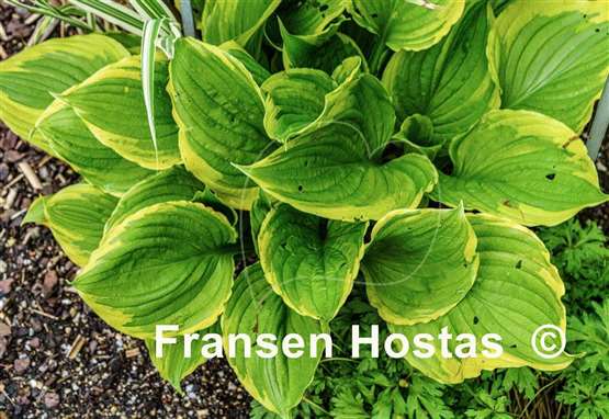 Hosta ventricosa 'Aureomarginata'