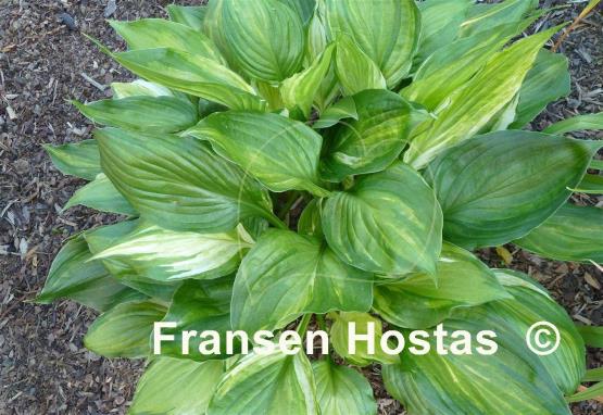 Hosta ventricosa 'Aureomaculata'
