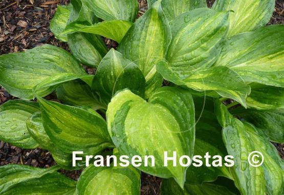 Hosta ventricosa 'Aureomaculata'