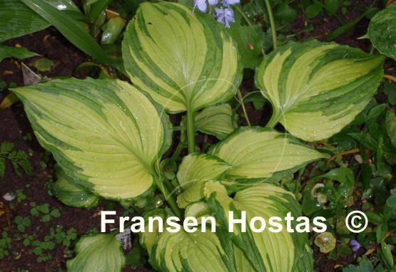 Hosta ventricosa 'Aureomaculata'