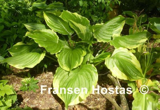 Hosta ventricosa 'Aureomarginata'