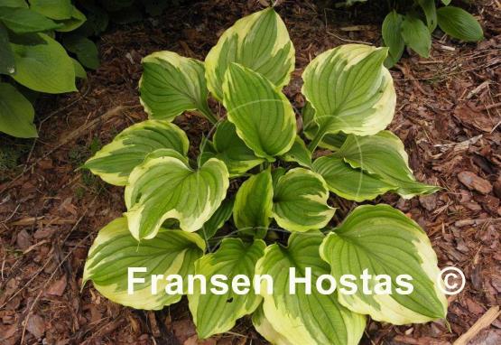 Hosta ventricosa 'Aureomarginata'