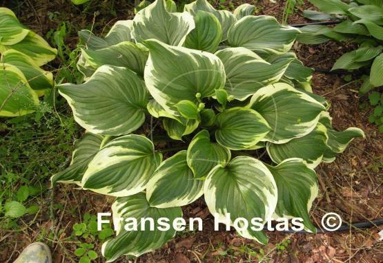 Hosta ventricosa 'Aureomarginata'