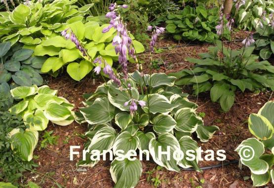 Hosta ventricosa 'Aureomarginata'