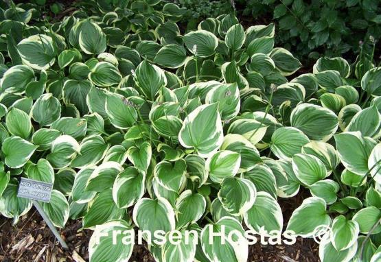 Hosta ventricosa 'Aureomarginata'