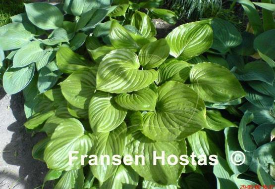 Hosta ventricosa
