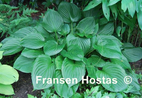 Hosta ventricosa