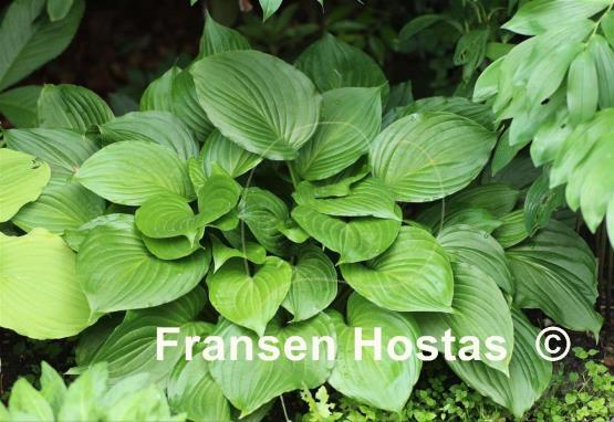 Hosta ventricosa