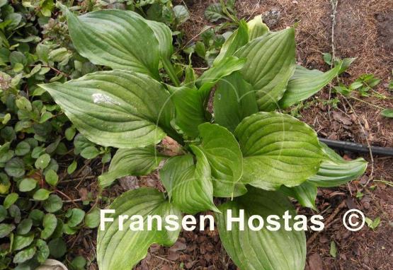 Hosta ventricosa