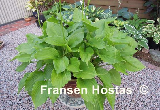 Hosta ventricosa