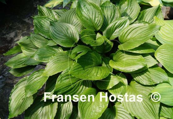 Hosta ventricosa