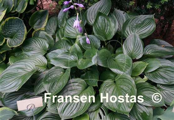 Hosta ventricosa