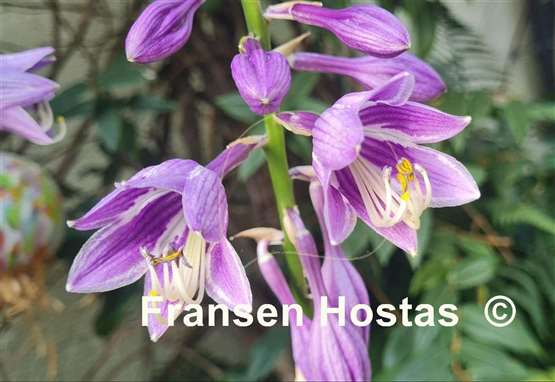 Hosta ventricosa