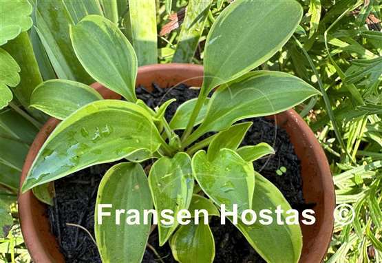 Hosta venusta 'Aureomarginata'
