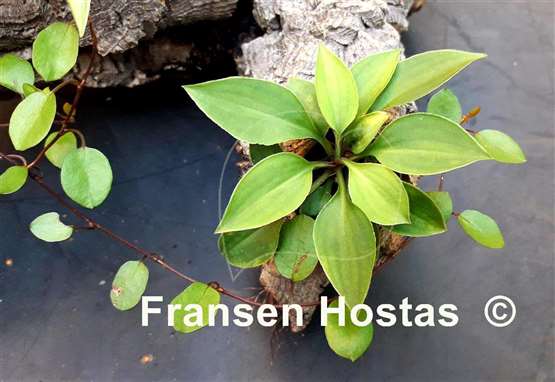 Hosta venusta 'Porter'