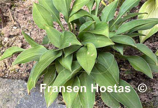 Hosta venusta 'Porter'