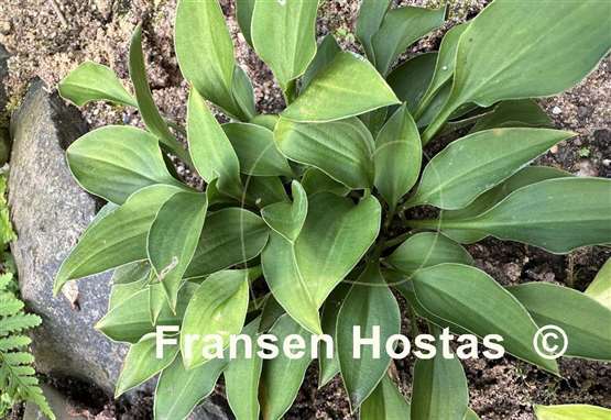 Hosta venusta 'Porter'