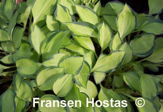 Hosta venusta 'Ki Nakafu Otome'