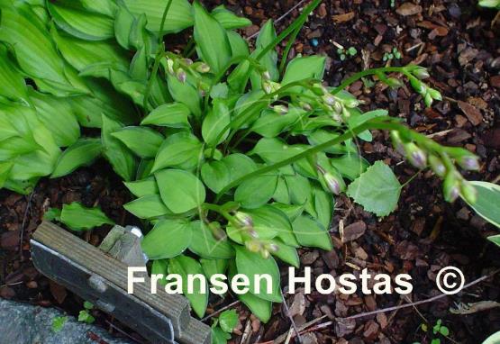 Hosta venusta 'Ki Nakafu Otome'