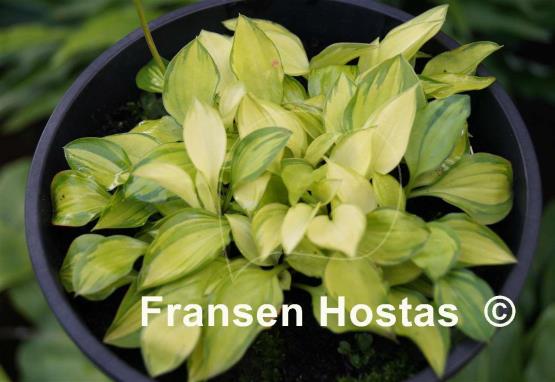 Hosta venusta 'Ki Nakafu Otome'