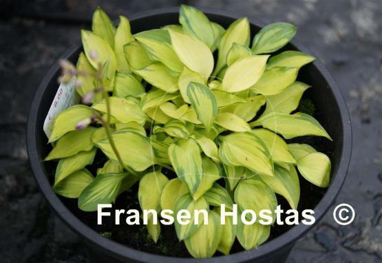Hosta venusta 'Ki Nakafu Otome'