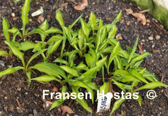 Hosta venusta 'Ki Nakafu Otome'